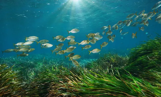 French Seagrass Anchoring Cases Highlight Costs for Visiting Yachts
