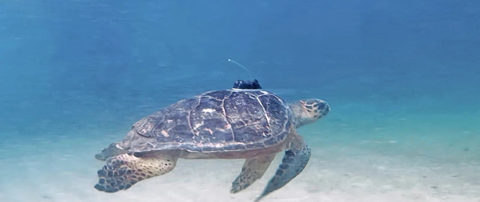 Nevis Conservation Partnership Tracks Hawksbill Turtles Across the Caribbean