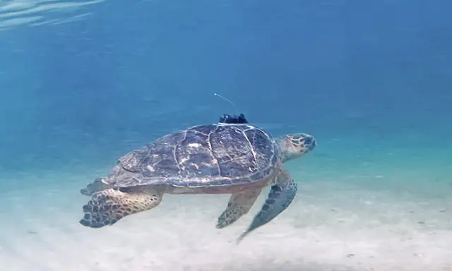 Nevis Conservation Partnership Tracks Hawksbill Turtles Across the Caribbean