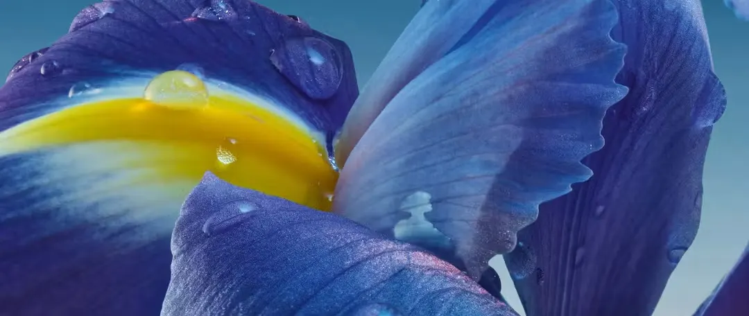 Guerlain Reworks L’Heure Bleue With a Three-Year Iris Tincture