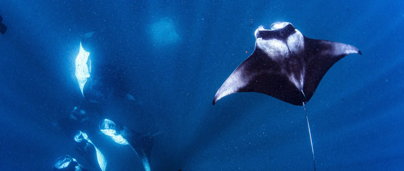 Four Seasons Landaa Giraavaru: Villas and Manta Rays in Baa Atoll