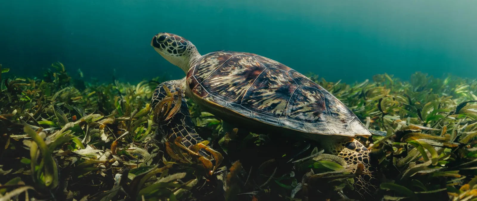Desroches Island Opens Hawksbill Nesting Season to Guided Conservation Experiences