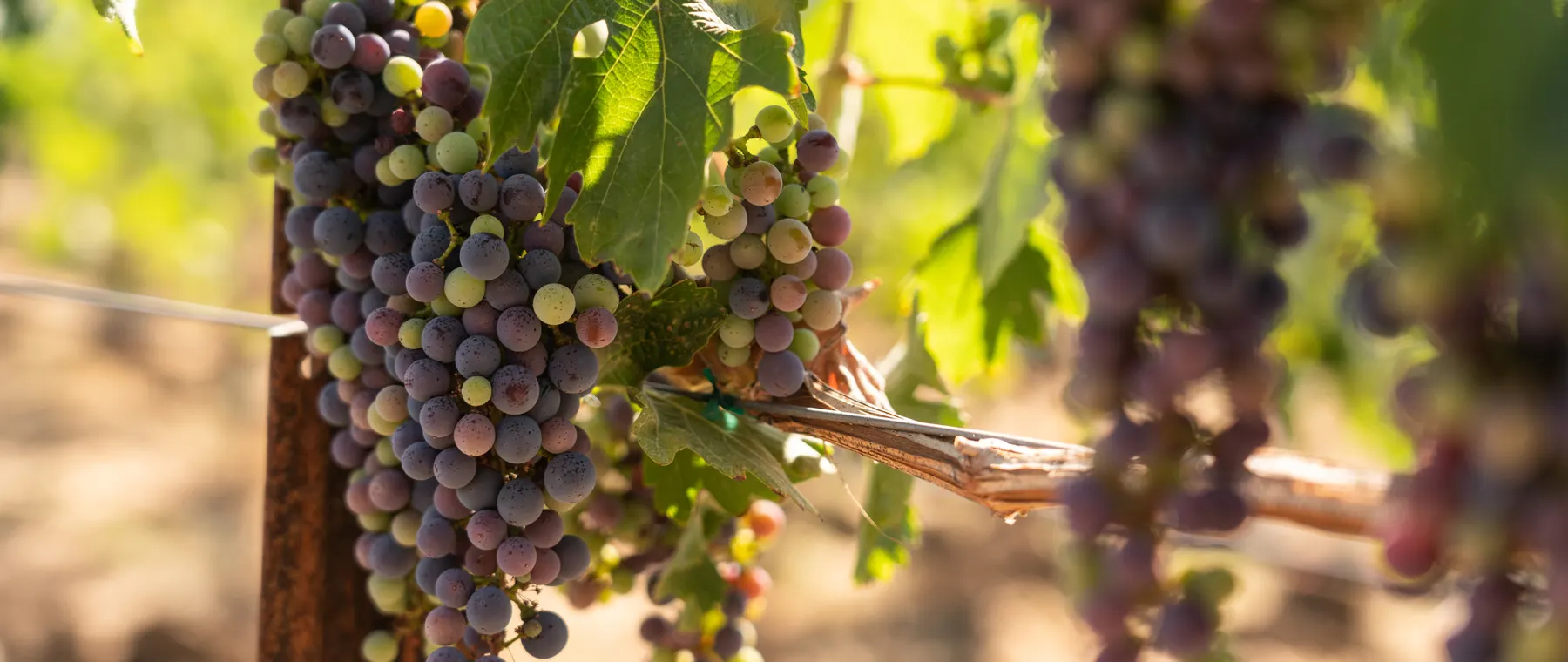 Calistoga Food & Wine Returns to Four Seasons Napa Valley