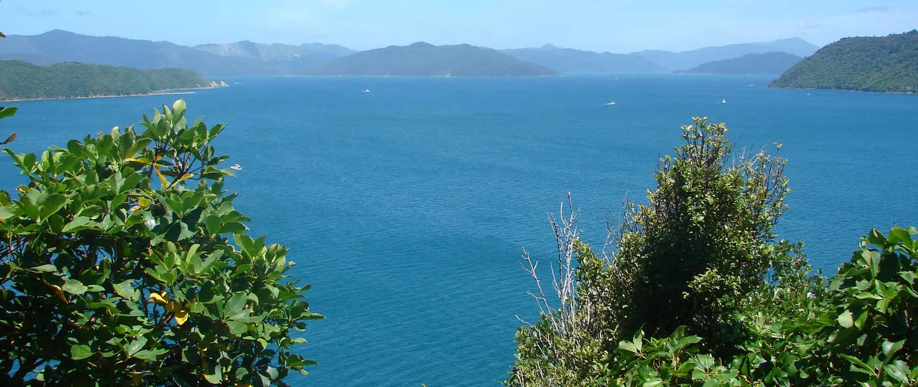 Motuara Island by Luxury Yacht: Queen Charlotte Sound and Native Birds