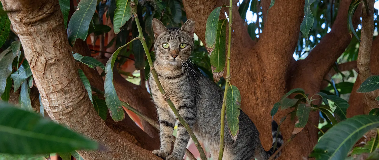 Four Seasons Lanai Adds Complimentary Visits to the Island’s Cat Sanctuary