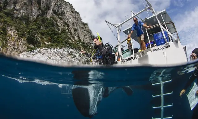 Poor Knights Islands by Luxury Yacht: Diving and the 45-Metre Exclusion