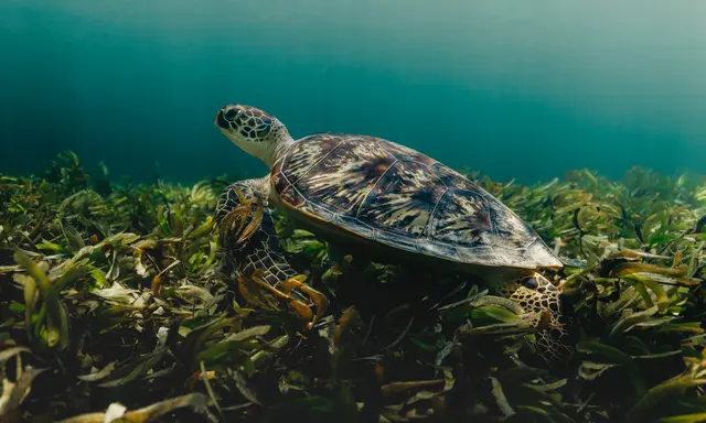 Desroches Island Opens Hawksbill Nesting Season to Guided Conservation Experiences