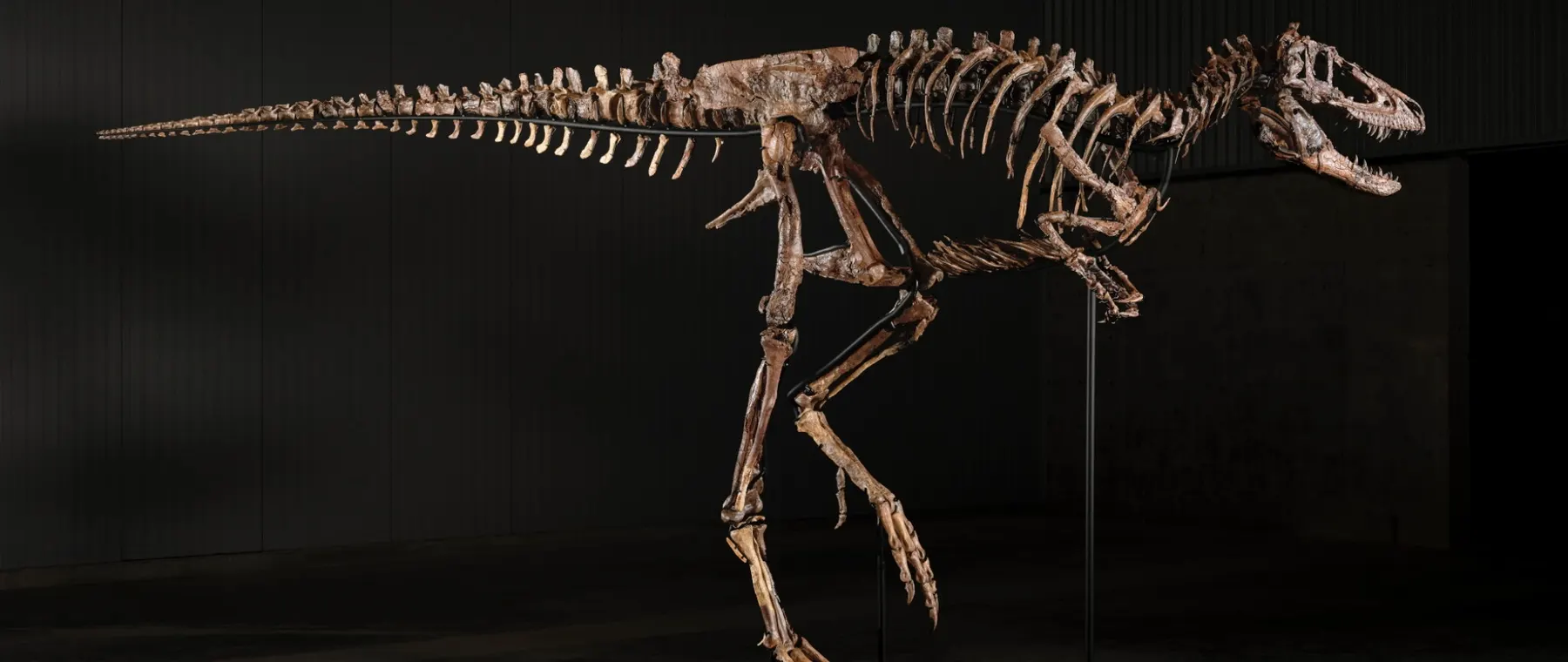 Sotheby's Offers 67-Million-Year-Old Nanotyrannus 'Jodi' to Collectors