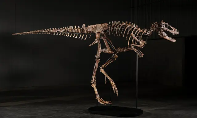 Sotheby's Offers 67-Million-Year-Old Nanotyrannus 'Jodi' to Collectors